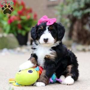 Lemonade, Mini Bernedoodle Puppy